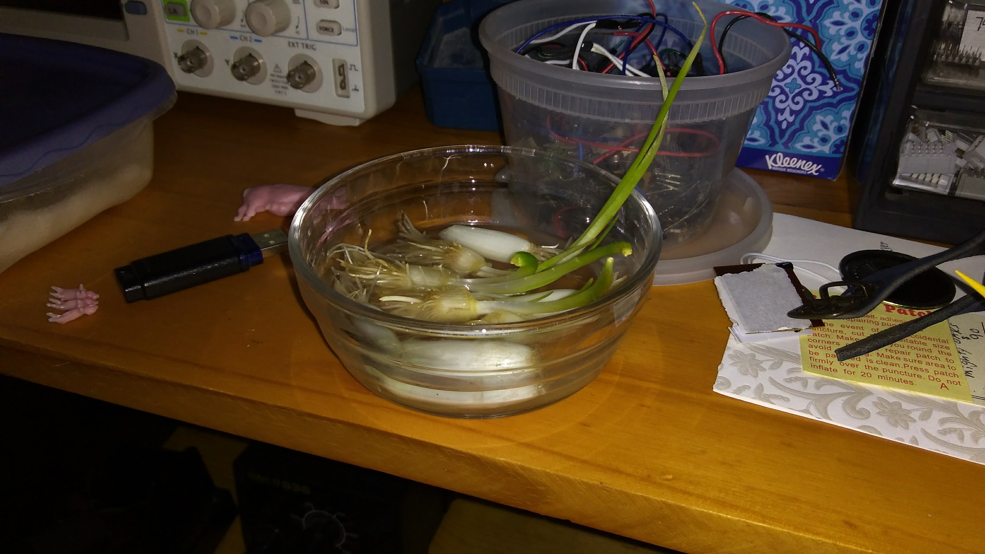 Green onion sprouts