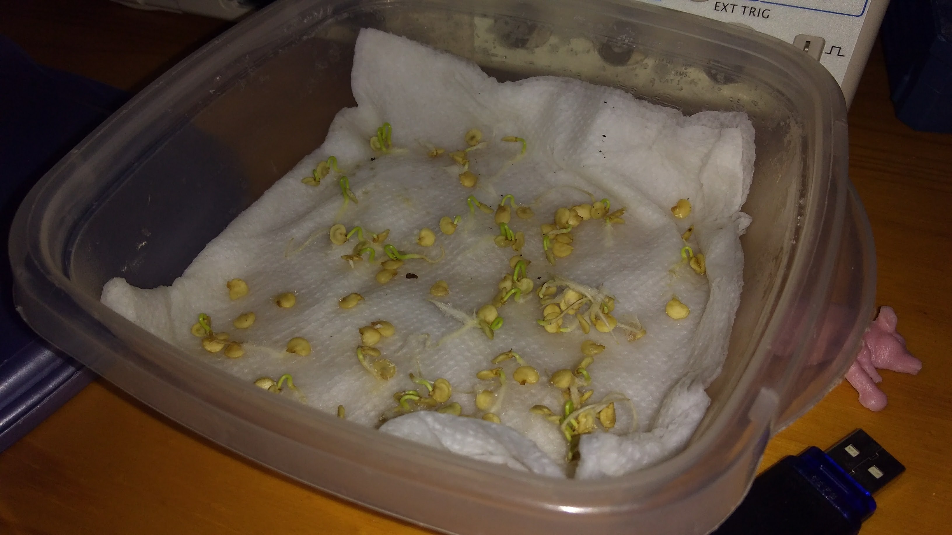 Sprouting poblano seeds