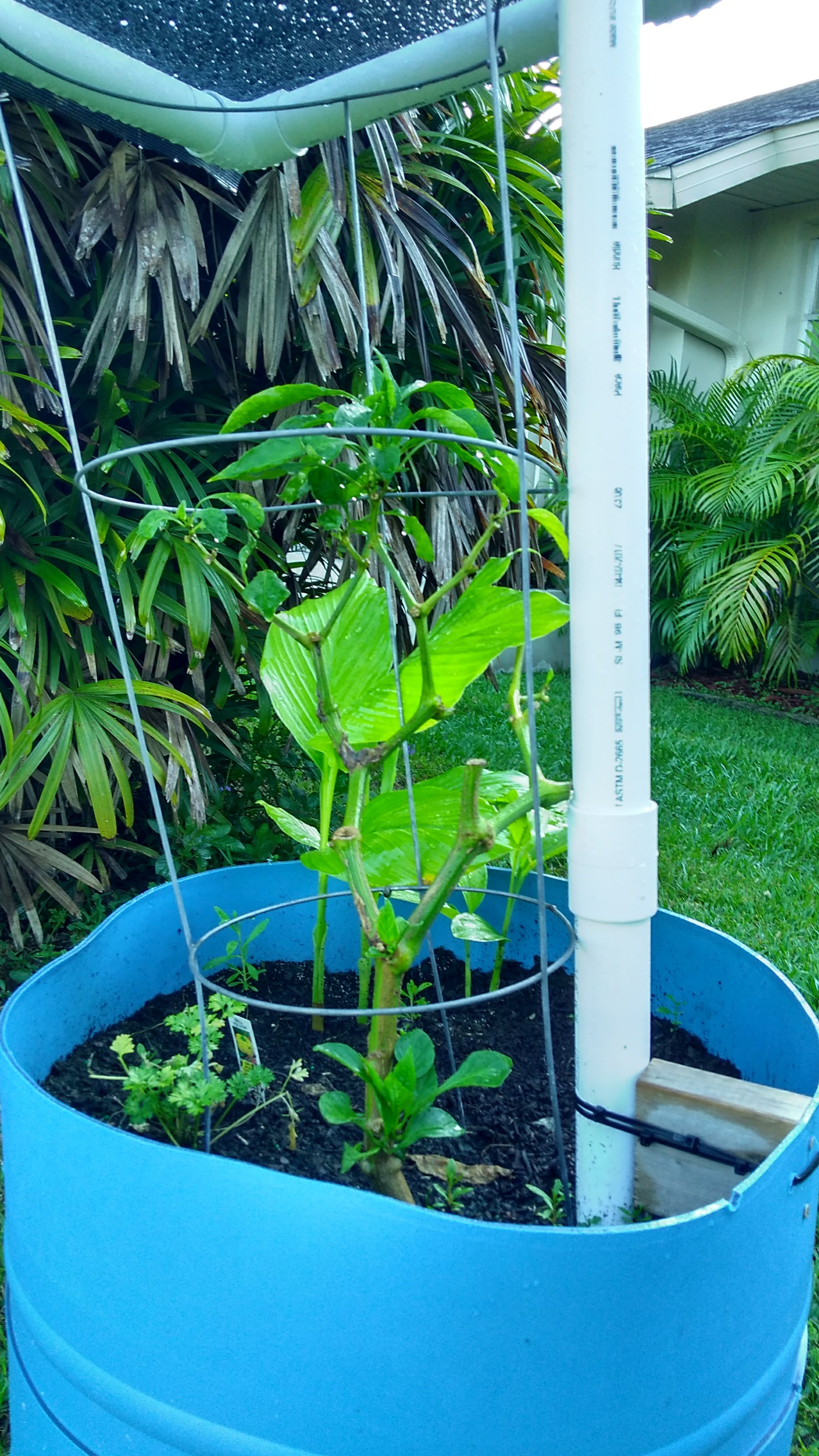 Pepper plant